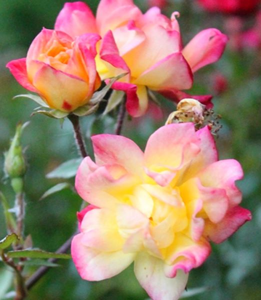 Rosa 'Tricolor Fairy' 2 lit.